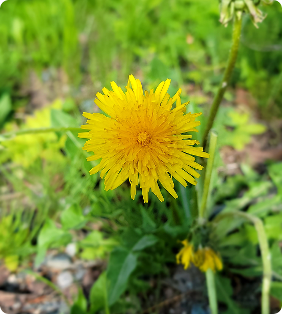Dandelion flowers – natural inspiration by Upper Valley Herbals