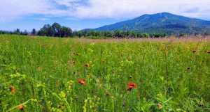 A lush green field filled with wildflowers in shades of orange, red, and yellow, inspiring the natural ingredients behind Upper Valley Herbals' teas.