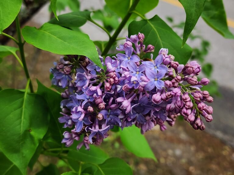 Lilac flowers – natural beauty by Upper Valley Herbals