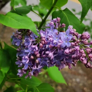 Write Product name here